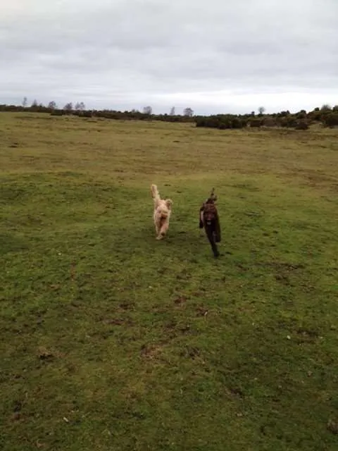 Practising the "Recall" command in the New Forest