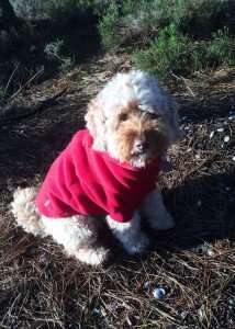 Equafleece winter dog fleece