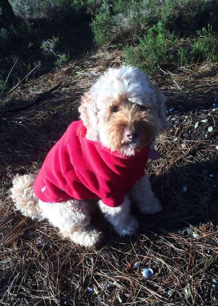 Equafleece winter dog fleece