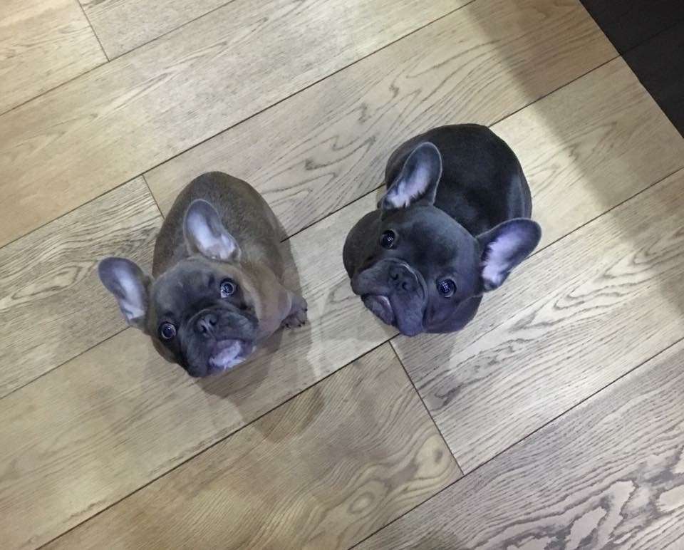 Training French Bulldogs