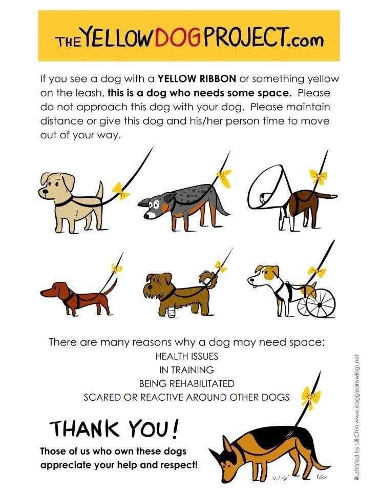 Yellow Dog Project