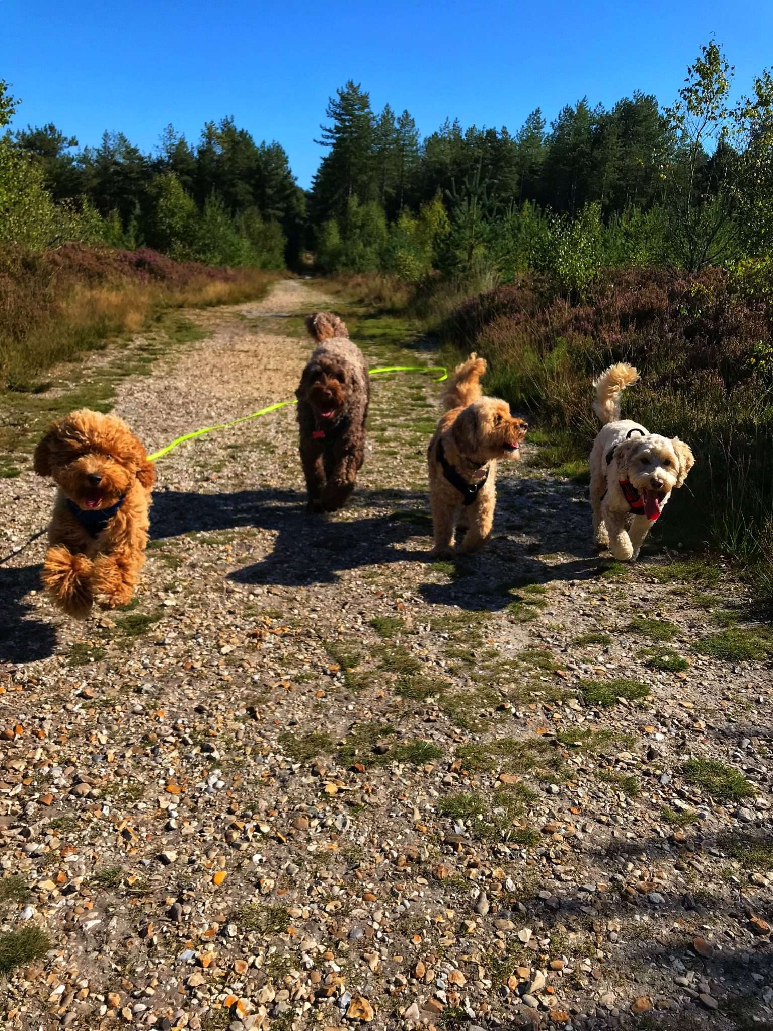 Dog walking on Ashley Heath