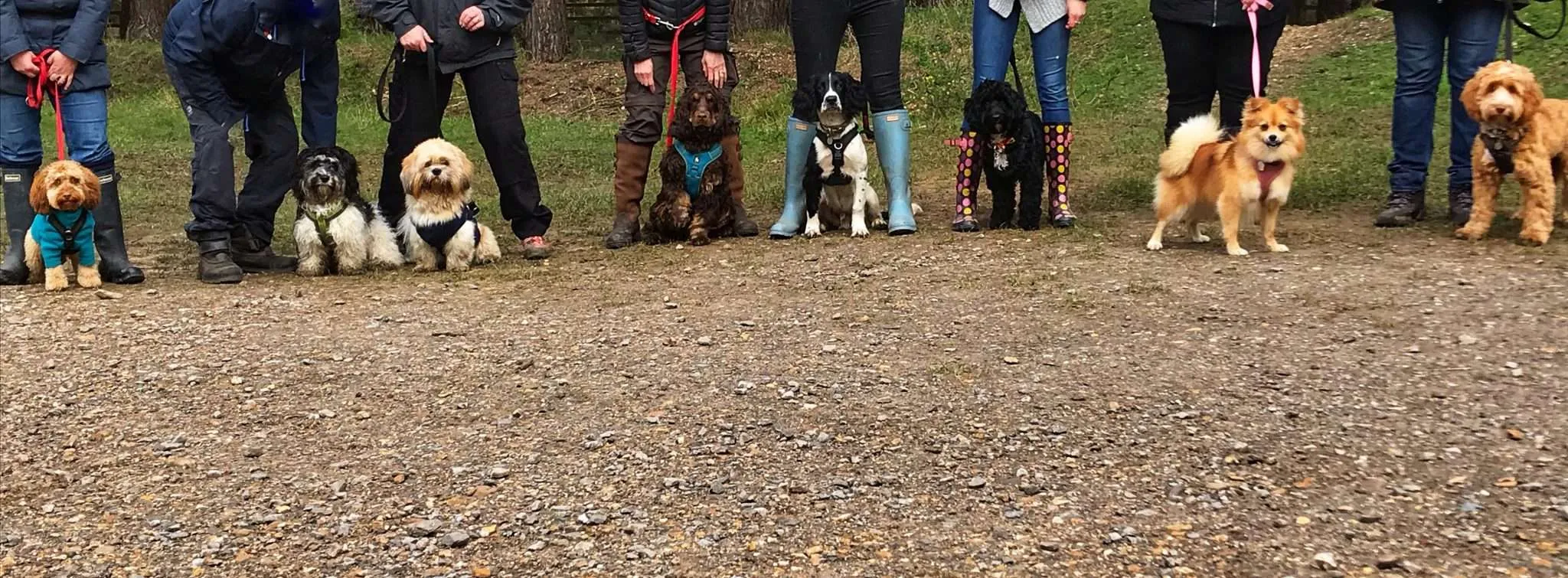 Dog Pet Shows