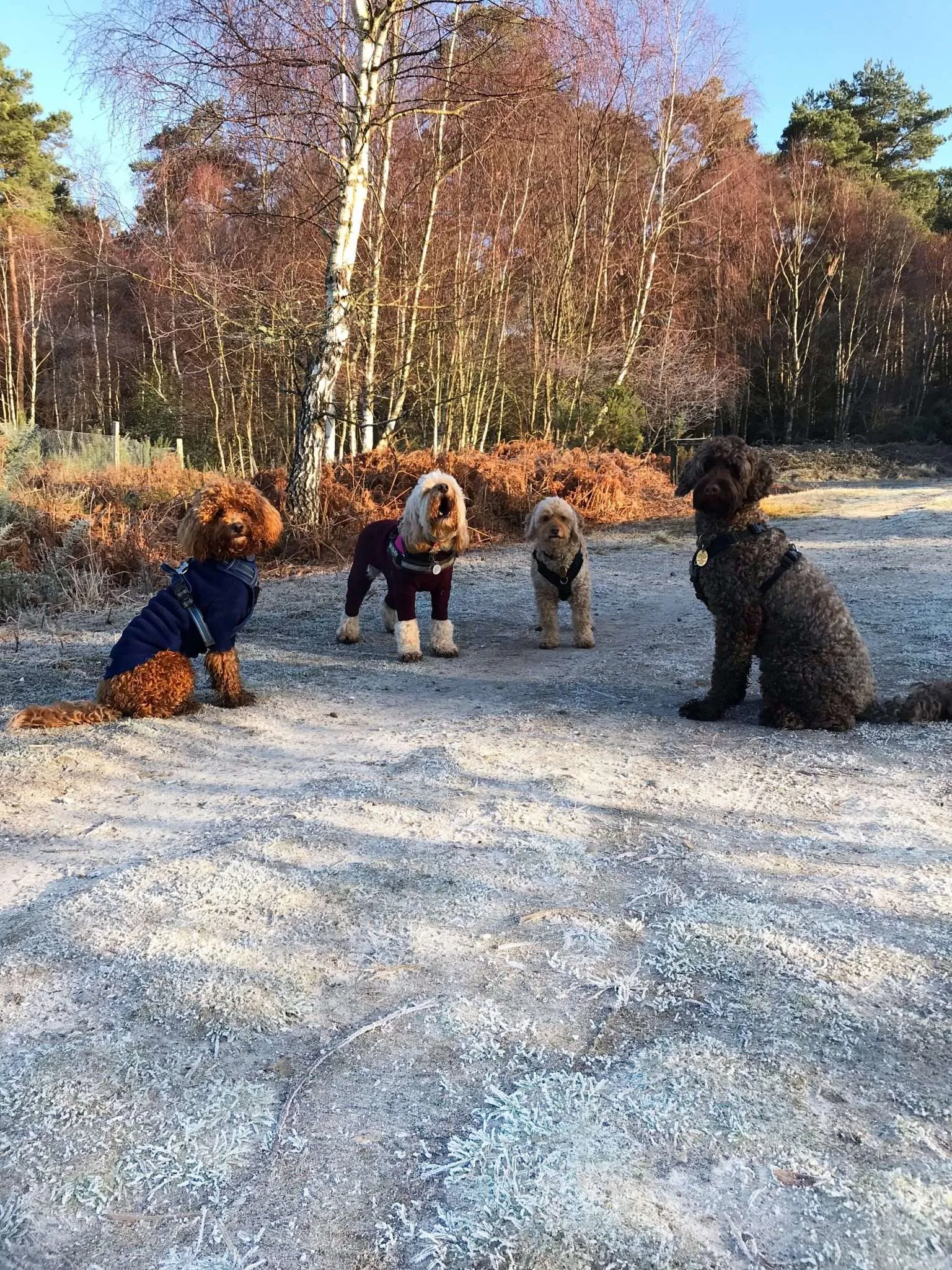 Caring for your Dog in Winter
