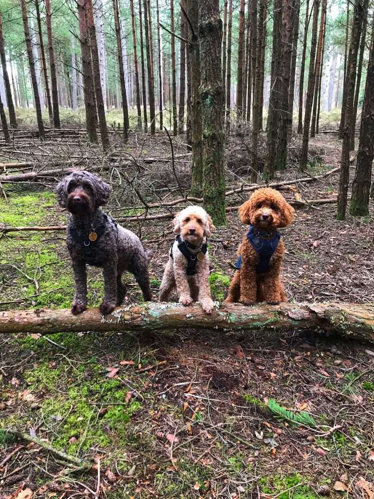 dogs on logs