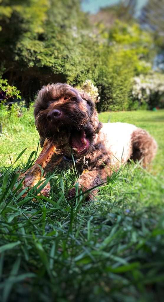 Ringwood Dogs Mascot Chester