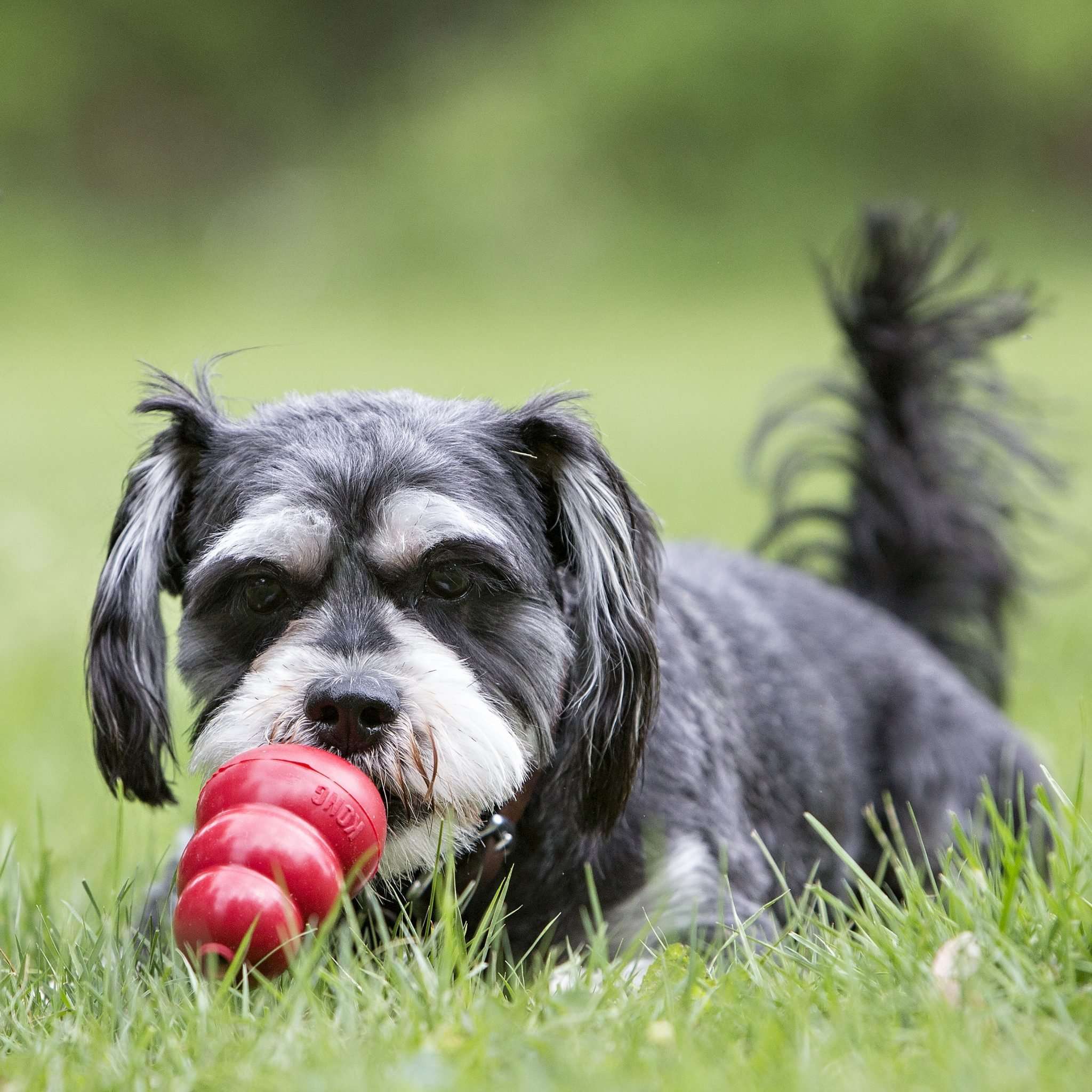 Enjoying a stuffed KONG after a long walk