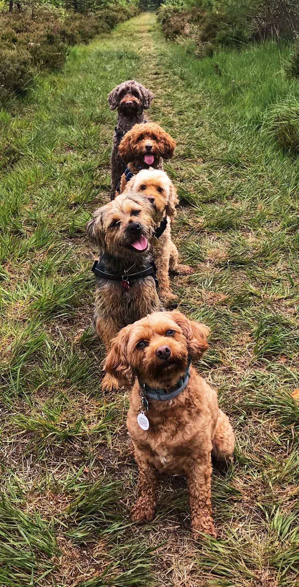 Happy smiling faces on the walk with Ringwood Dogs