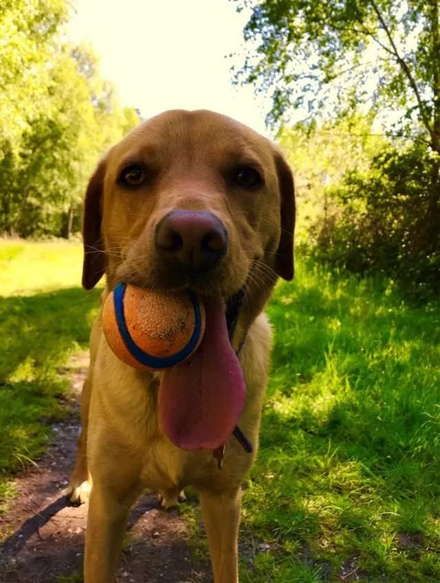Teaching your Dog to Fetch