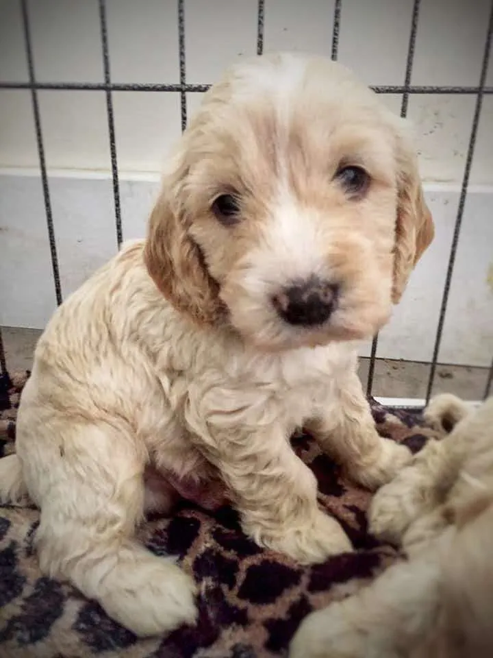 Establishing a Routine with a new Puppy