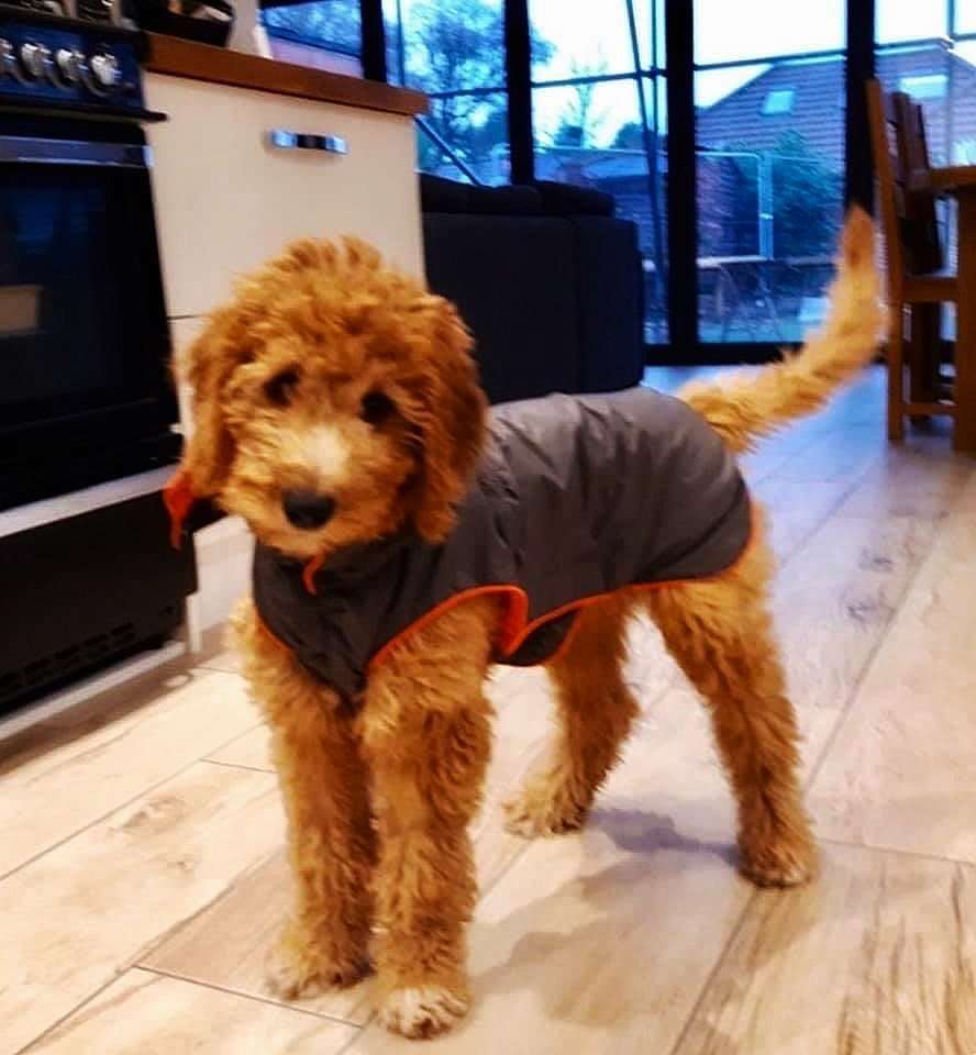 Goldendoodle puppy