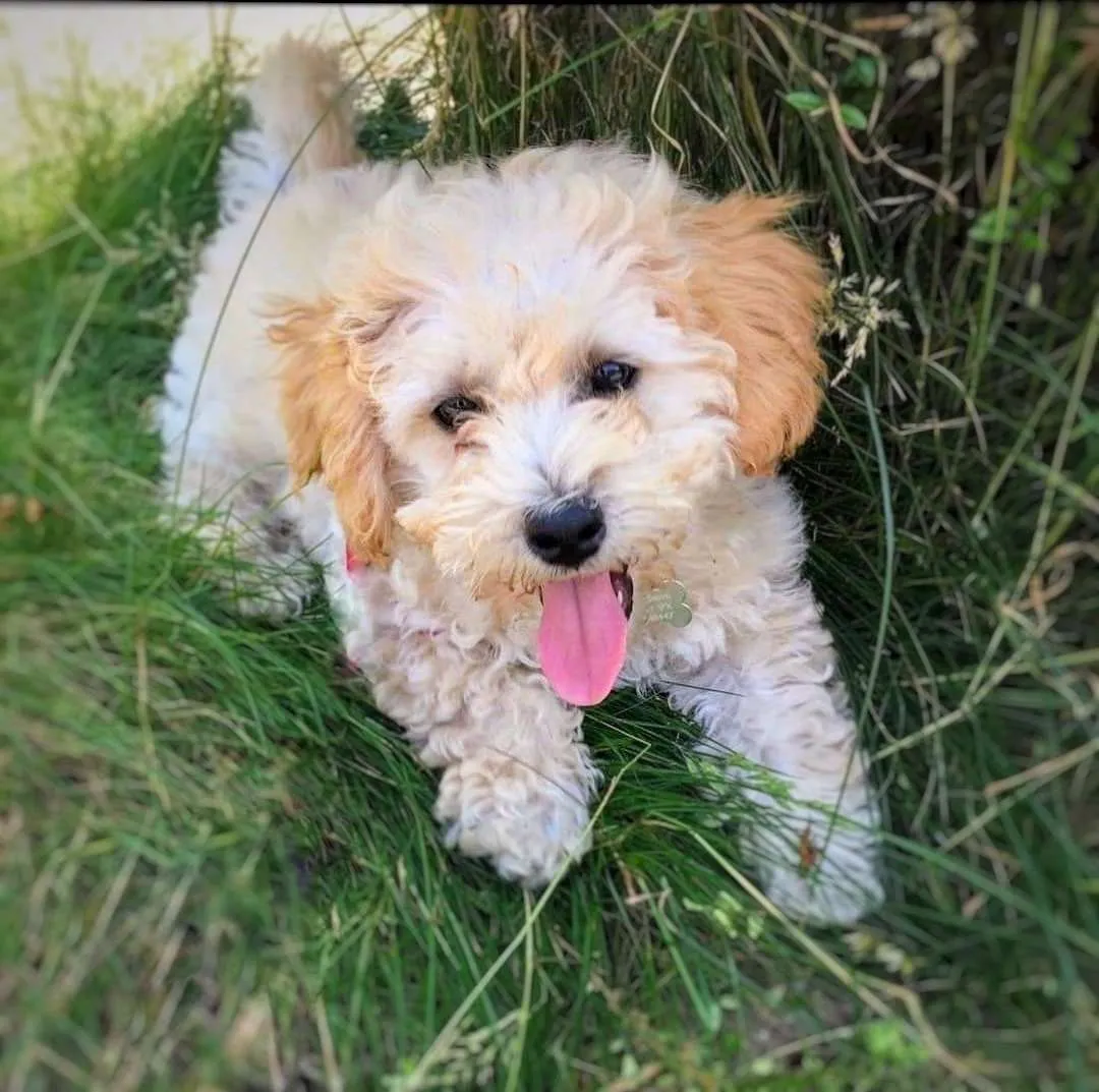 Dog Visit to see a ten week Goldendoodle puppy