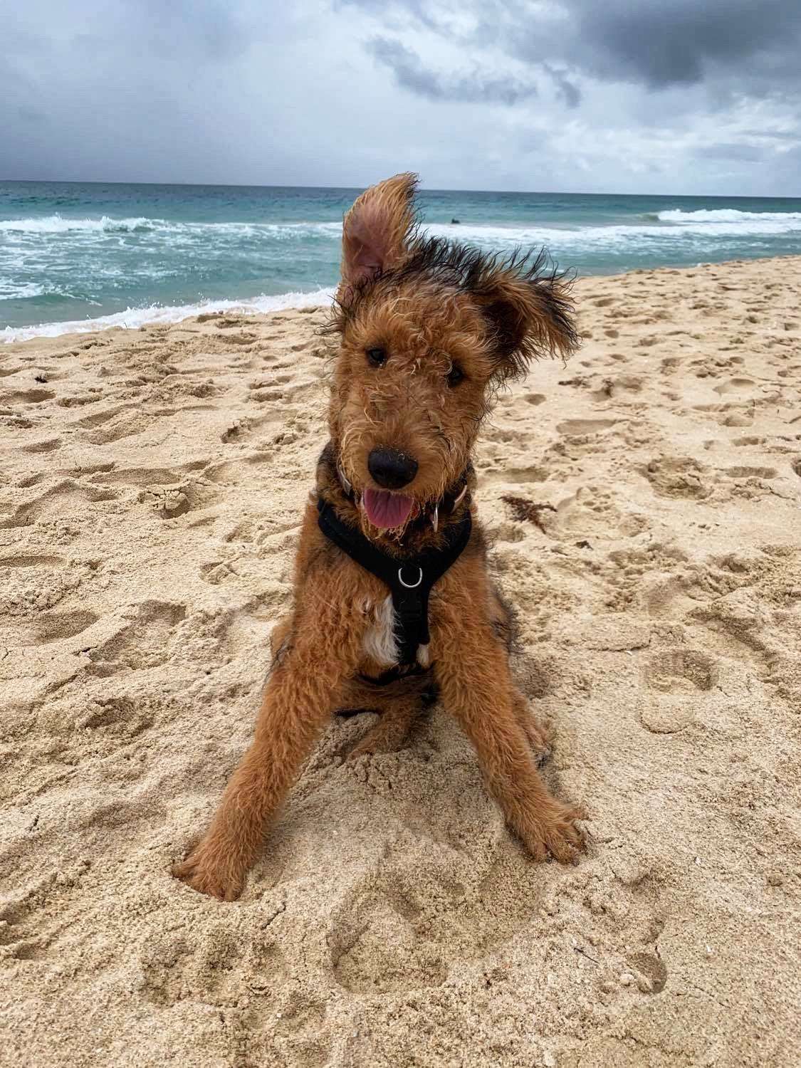 Airedale terrier puppy