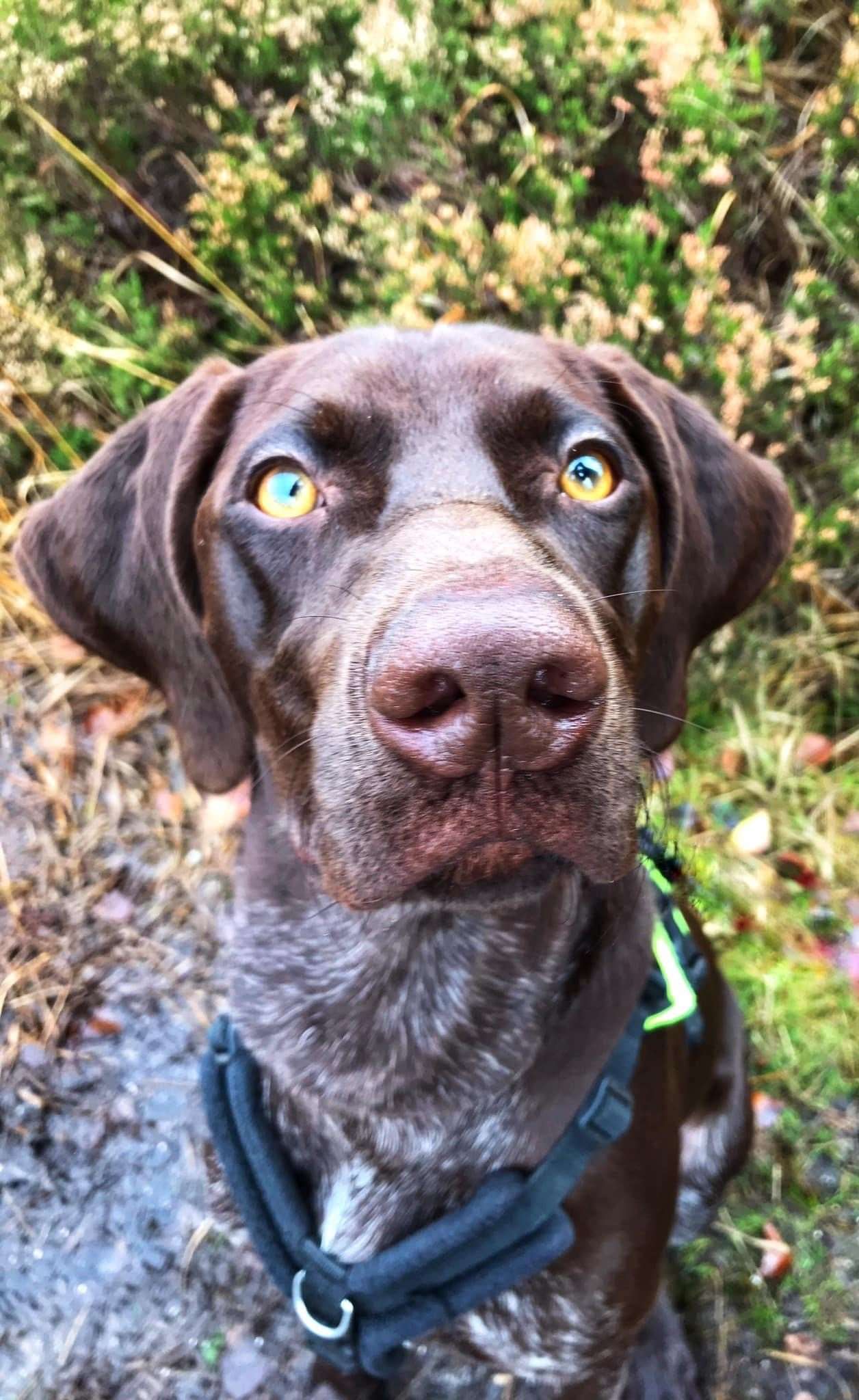Being a  Responsible Dog Owner