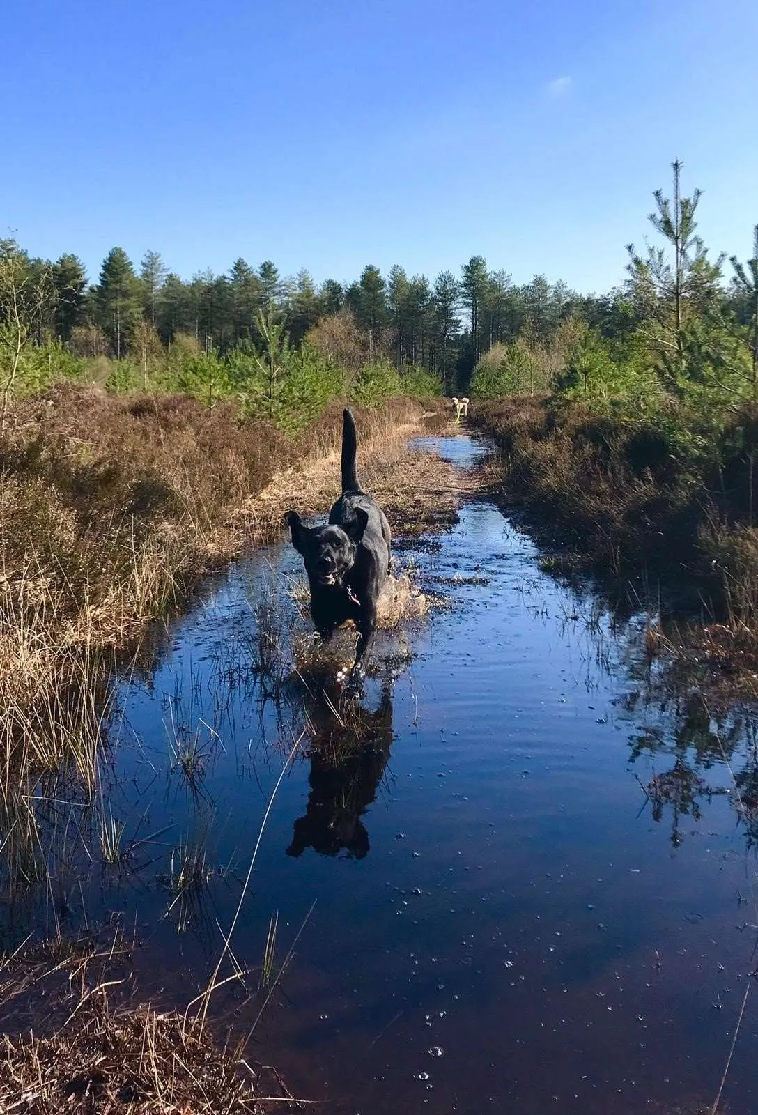 A swim in the lake