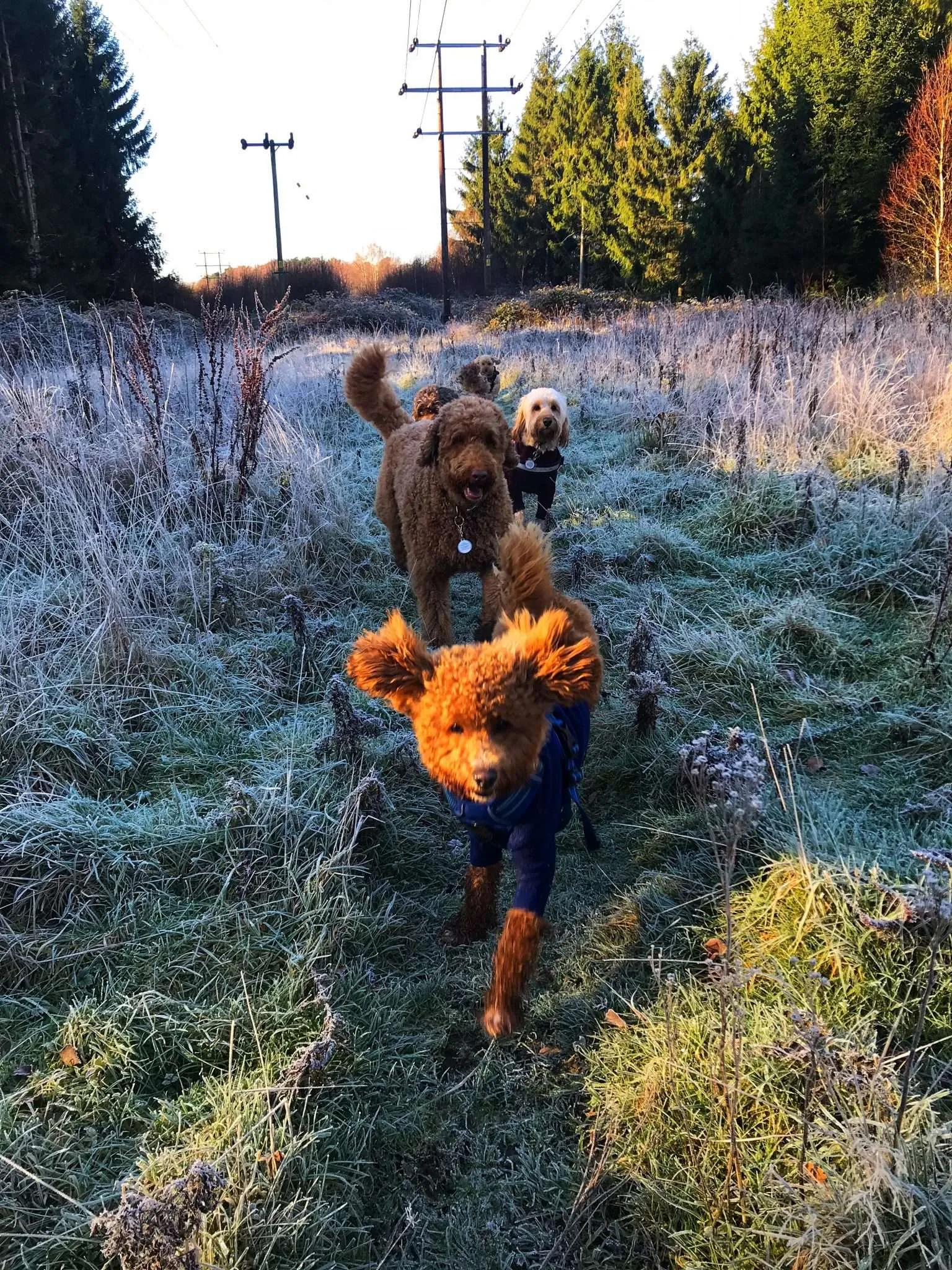 Winter walks