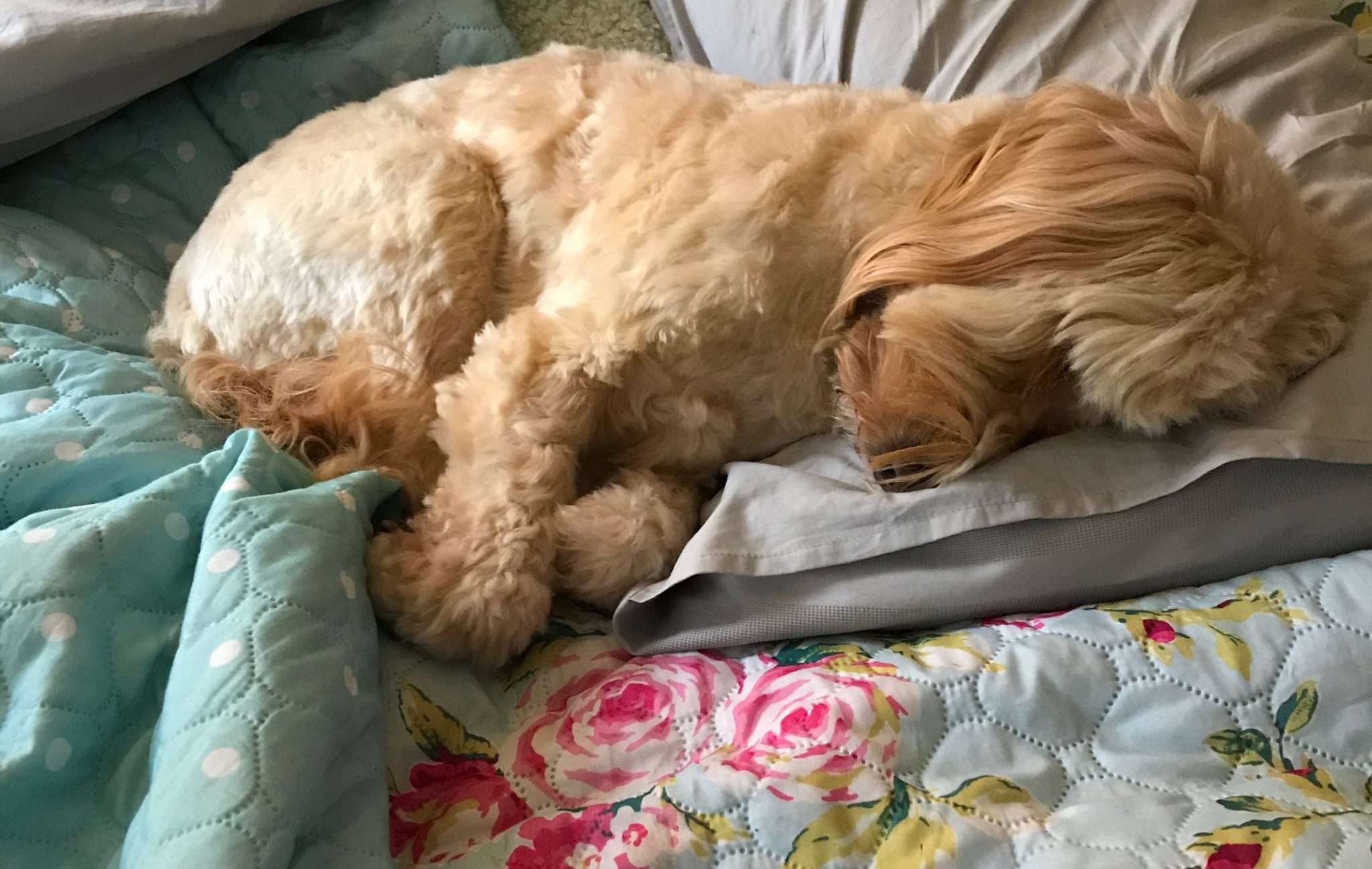 sleeping doodle