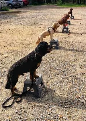 Ringwood Dogs - Training Club