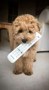 Puppy Training