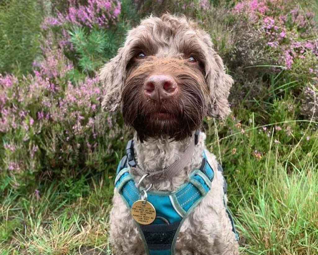 Ringwood Dogs Mascot Chester