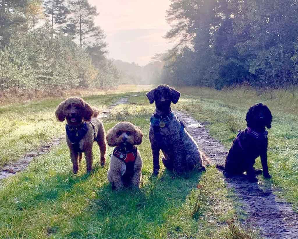 Ringwood Dogs - Dog Training