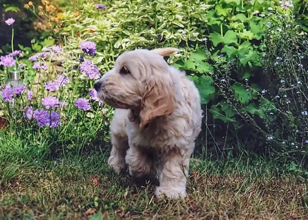 Keep your Dog safe in the Garden