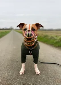 Terrier in Muzzle
