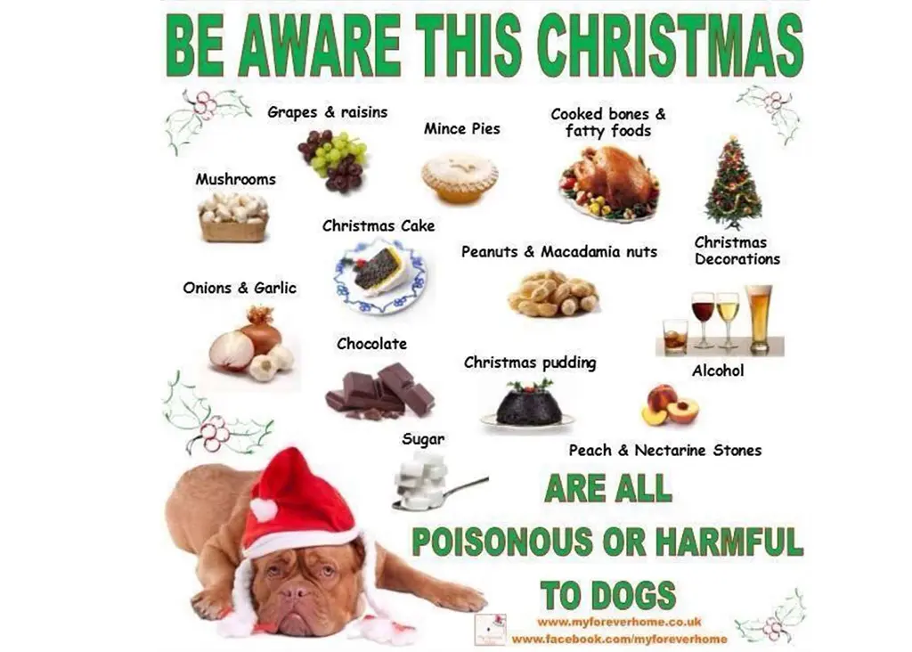 Christmas is coming – foods that are poisonous and harmful to dogs