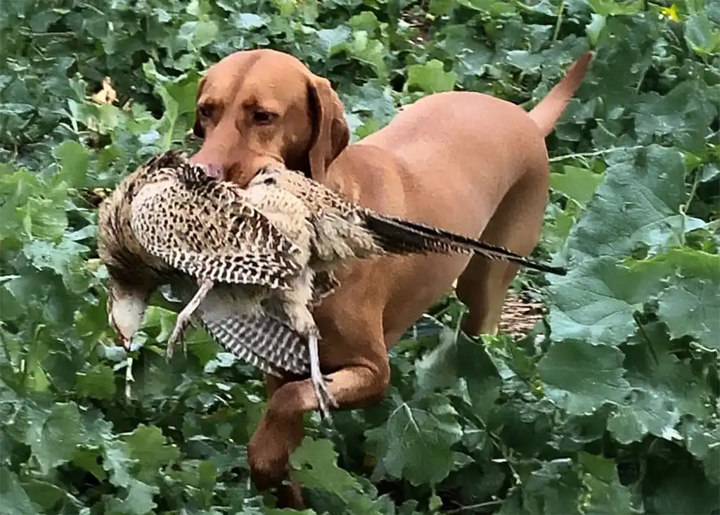Working Dogs as Pets