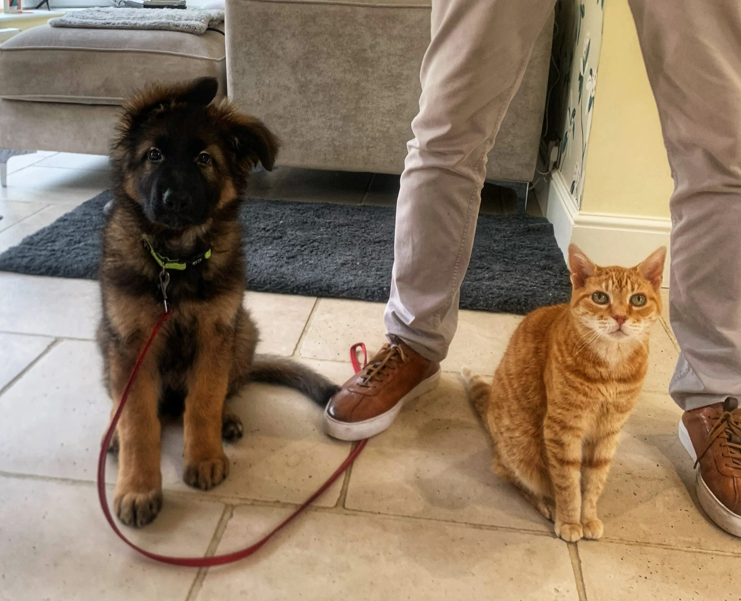 Introducing your New Dog to a Resident Cat